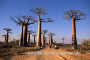 Baobab-Allee bei Morondava